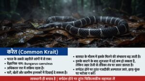 सरगुजा में सर्पदंश से 3 और मौतें: करैत के डंसने से दो मासूम भाइयों समेत महिला ने गंवाई जान